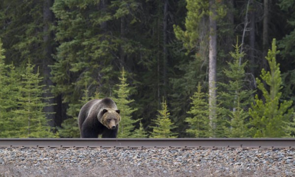 Urs călcat de tren la Bodoc