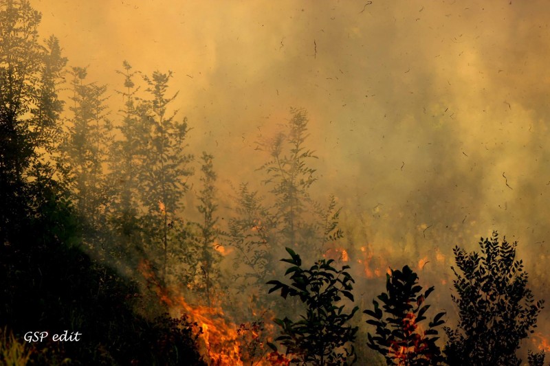 Incendiu de pădure în zona Valea Morii din Sibiu