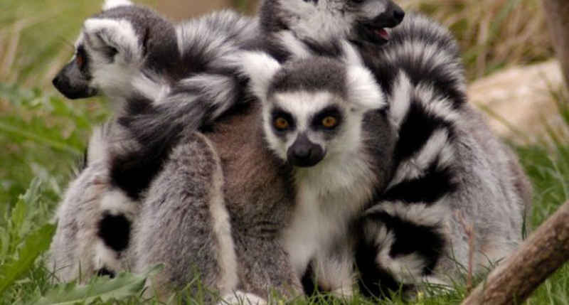 Doi puiuți de lemurieni, atracția de la Zoo Tg. Mureș
