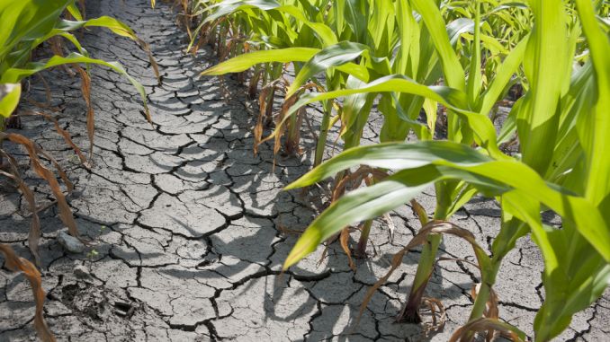 Deficit de umiditate în sol pe suprafeţe agricole extinse