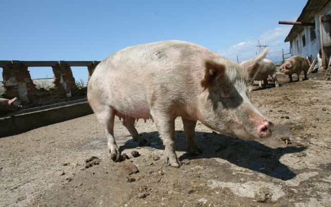 Două ferme de porci din Covasna, sancţionate de medicii veterinari