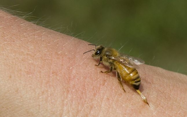 Creştere semnificativă a înţepăturilor de viespi şi albine în Harghita