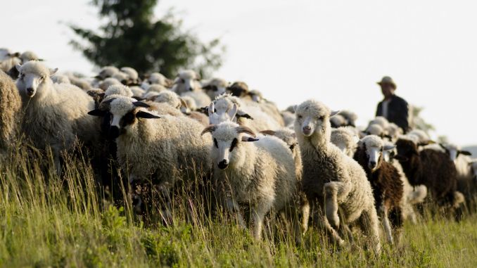 Crescătorii de ovine nemulţumiţi de modul de acordare a subvențiilor