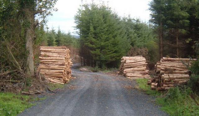 Brașovul construiește un drum forestier și repară alte patru