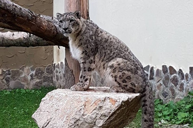Hai la Zoo Brașov să îl cunoști pe Leopardul Zăpezii!