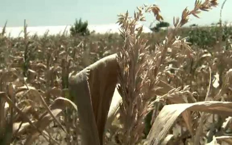 Jumătate din producția agricolă din Mureș însămânțată în primăvară a fost afectată de secetă Jumătate din producția agricolă din Mureș însămânțată în primăvară a fost afectată de secetă