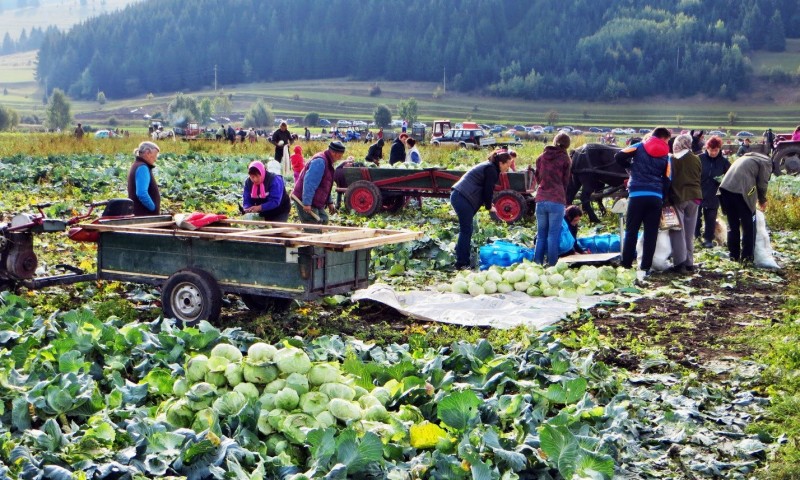 Festivalul verzei, în localitatea harghiteană Frumoasa