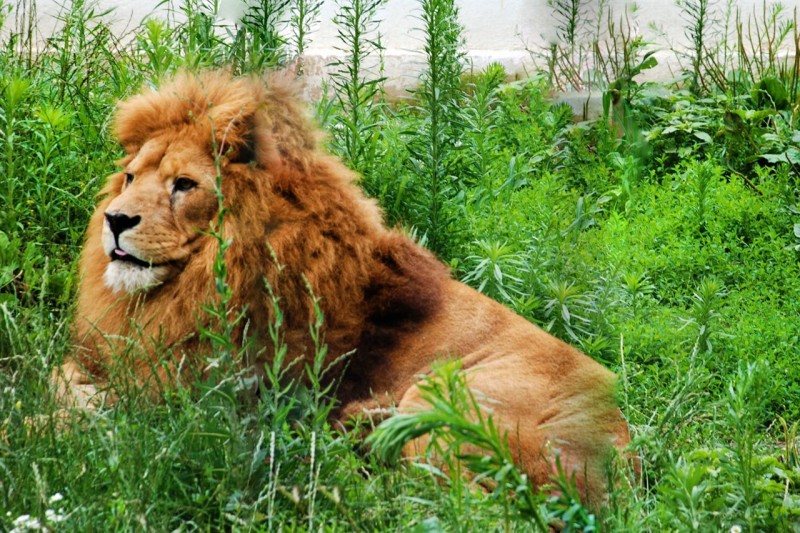 Grădina Zoo din Sibiu, dotată cu o armă cu tranchilizant