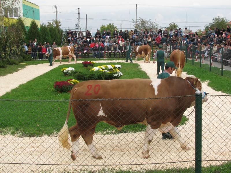 Cei mai frumoși tauri defilează sâmbătă la Sângeorgiu de Mureș