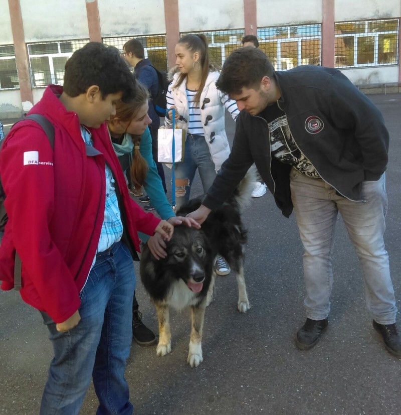 Adolescenții sunt învățați să aprecieze câinele ciobănesc carpatin