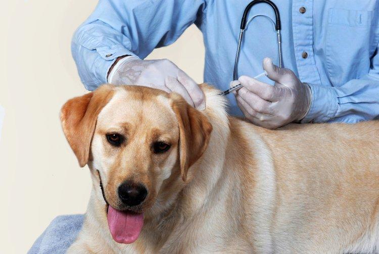 Direcţia Sanitar Veterinară Covasna va desfăşura luna aceasta o amplă campanie de vaccinare antirabică