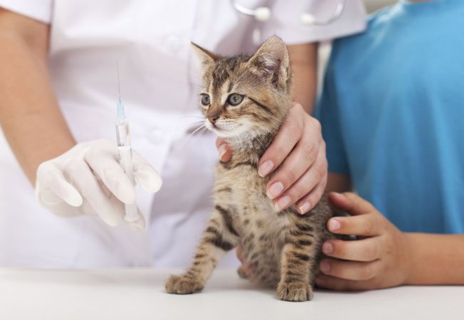 Nevaccinarea pisicilor, un pericol pentru populație