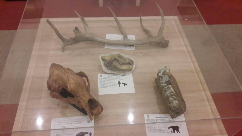 Expoziție inedită de fosile la Dino Parc Râșnov, de Ziua Națională