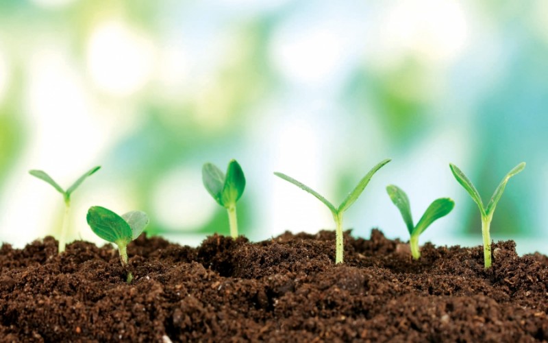 Autoritatea fitosanitară nu vrea să revină în subordinea Direcțiilor agricole Autoritatea fitosanitară nu vrea să revină în subordinea Direcțiilor agricole