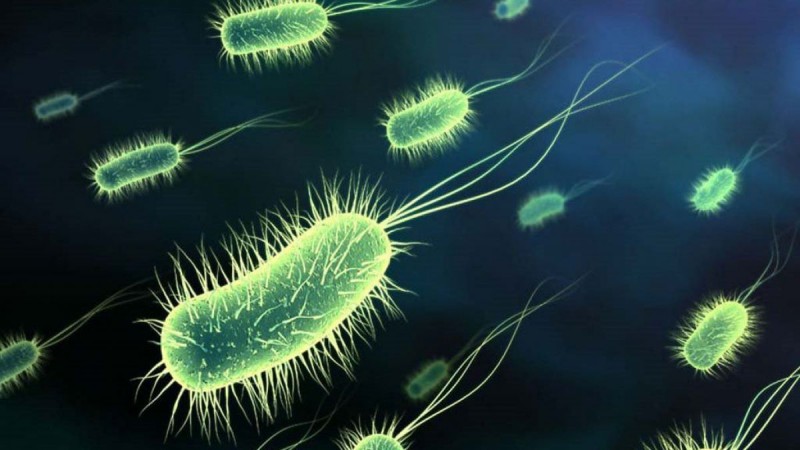 Numărul mare de bacterii „bune” din sistemul digestiv ajută în tratamentul pentru scăderea tumorilor maligne