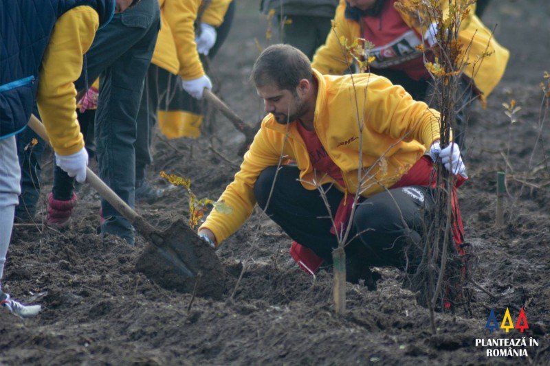 Zeci de mii de puieți, plantați în județele Brașov și Călărași
