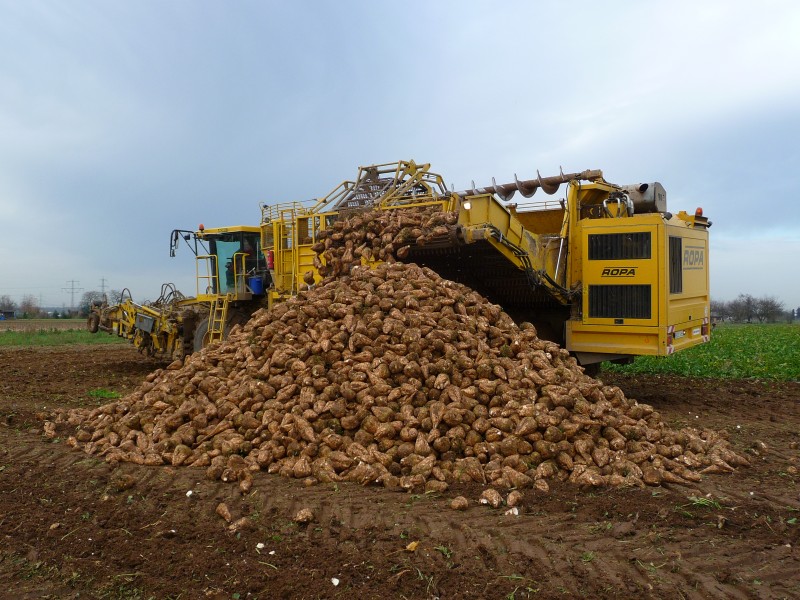 Producția de sfeclă de zahăr, afectată de secetă în Covasna