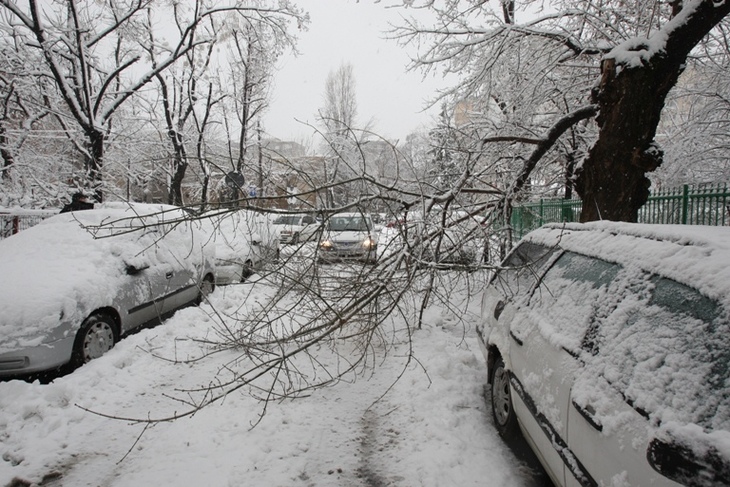 Copaci căzuți pe carosabil în municipiul Brașov