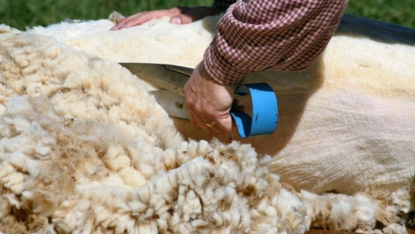 Peste 32.000 de crescători de ovine s-au înscris în programul pentru valorificarea lânii Peste 32.000 de crescători de ovine s-au înscris în programul pentru valorificarea lânii