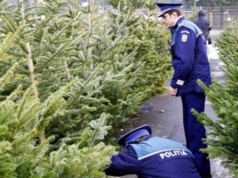 280 de pomi de Crăciun au fost confiscaţi de Poliţia Română