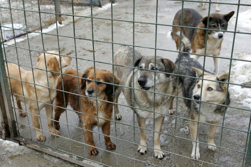 Un cățel a fost adoptat în ziua porților deschise la adăpostul din Tîrgu Mureș
