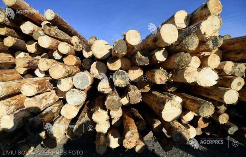 90% din volumul de lemn a fost adjudecat la licitaţia organizată de Romsilva 90% din volumul de lemn a fost adjudecat la licitaţia organizată de Romsilva