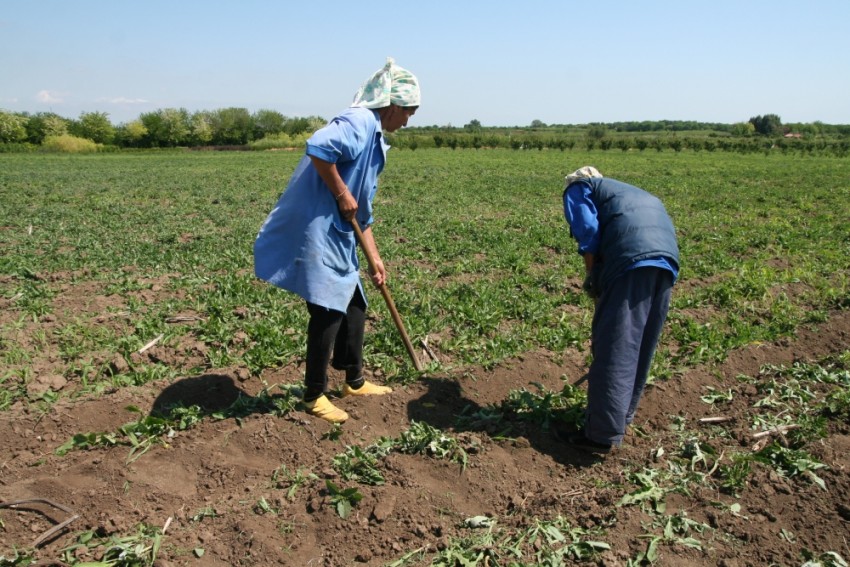 Agricultorii, printre cei mai căutaţi de angajatorii din afara ţării