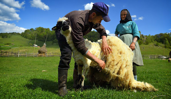 Doar 30% din lâna de oaie produsă în Mureș este valorificată