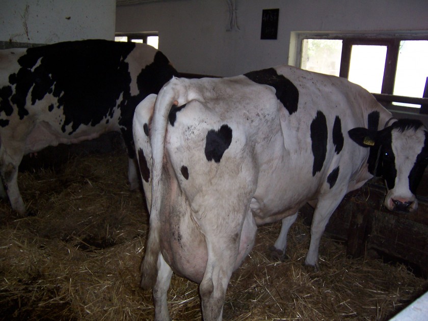Au scăzut efectivele de bovine din Mureș