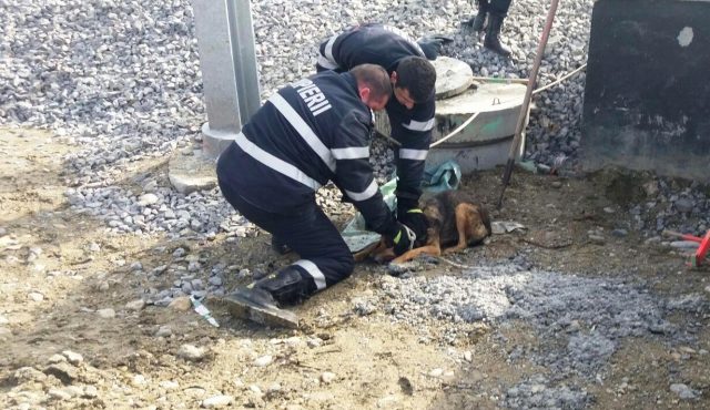 Mediaș: Un câine a fost salvat de pompieri
