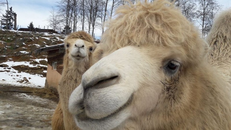 ZOO Brașov are două noi locatare