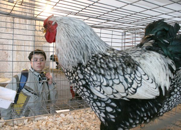 Peste 1000 de păsări şi animale mici vor putea fi văzute în cadrul unei expoziţii la Sfântu Gheorghe Peste 1000 de păsări şi animale mici vor putea fi văzute în cadrul unei expoziţii la Sfântu Gheorghe