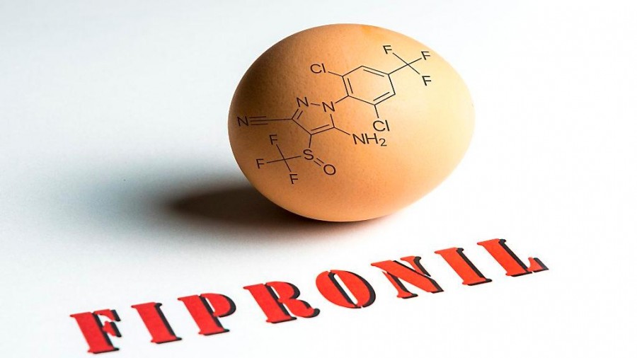 Ouă de la Brașov cu suspiciune de infestare cu fipronil