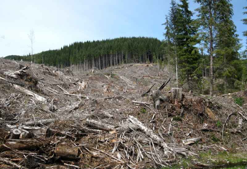 ,,Nu există defrișări ilegale în fondul forestier din centrul țării”