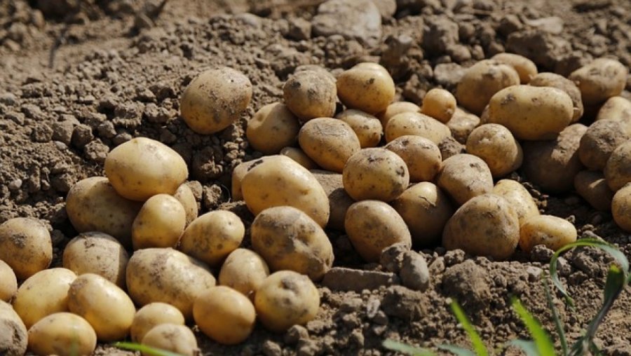 Suprafeţele cultivate cu cartofi continuă să scadă în Harghita