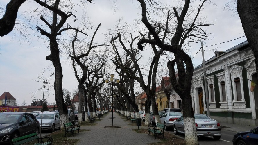 Nemulțumire generală privind toaletarea arborilor, la Tg Mureș