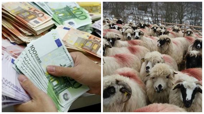Crescătorii de animale au primit anul acesta subvenţiile pentru zootehnie în avans Crescătorii de animale au primit anul acesta subvenţiile pentru zootehnie în avans