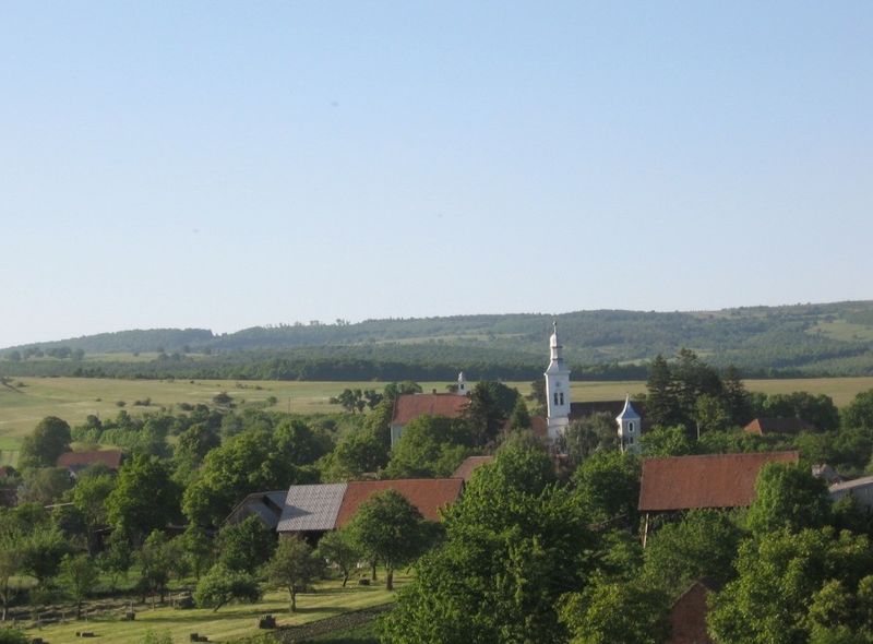 3.000 de puieţi de molid vor fi plantaţi azi, în localitatea Valea Crişului din judeţul Covasna