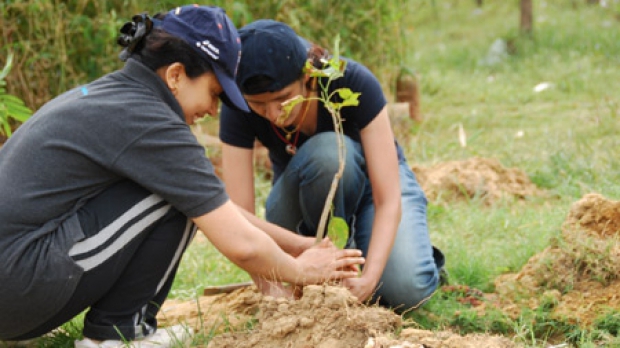 Plantările de arbori au fost preluate în Mureș și de firmele private