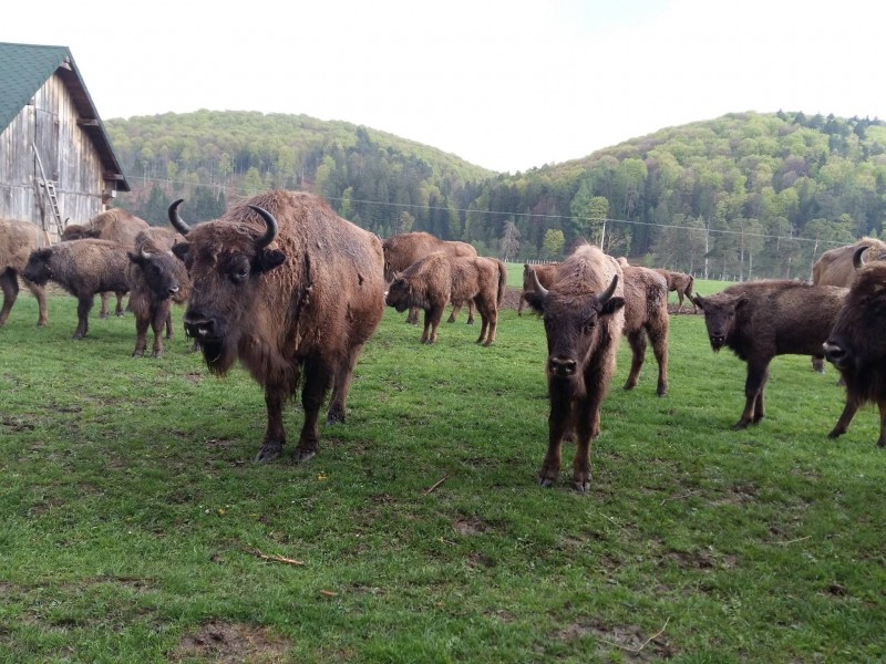 Primii zimbri din Rezervaţia din județul Brașov, eliberaţi în mediul natural în mai