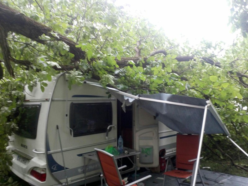 UPDATE: Copac căzut pe o rulotă în Sighișoara