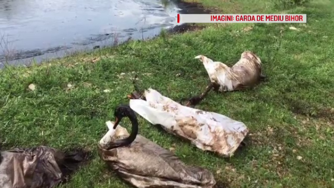 S-au furat trei lebede de la Centrul de reabilitare Milvus Tg. Mureș