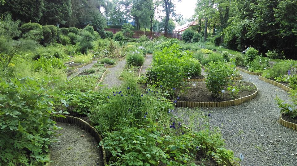 70 de ani de la înființarea Grădinii Botanice a UMF Tg. Mureș 70 de ani de la înființarea Grădinii Botanice a UMF Tg. Mureș