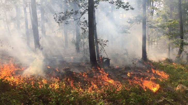 Incendiu de pădure, la Tărlungeni