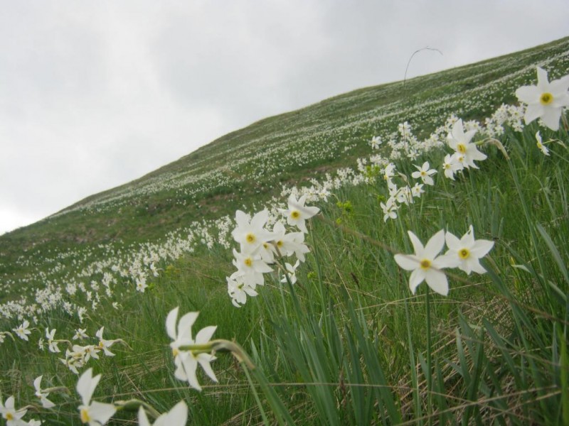În Harghita, au înflorit narcisele sălbatice