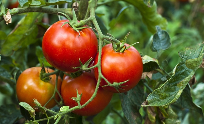 Peste 100 de producători de tomate în solarii, anul acesta, în Mureș Peste 100 de producători de tomate în solarii, anul acesta, în Mureș