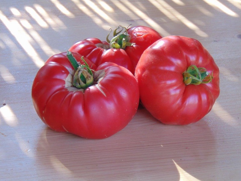 Sfaturi utile pentru cei care cultivă tomate și nu numai!