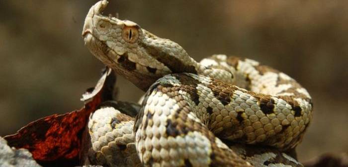 Salvamontiştii anunţă că întâlnirile cu şerpi pe munte au devenit tot mai dese Salvamontiştii anunţă că întâlnirile cu şerpi pe munte au devenit tot mai dese