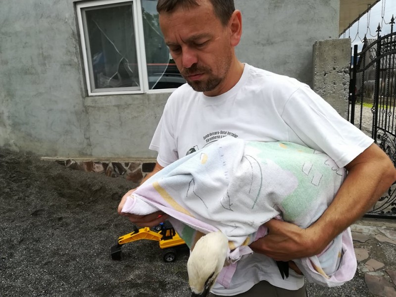 Mureșenii din preajma cuiburilor de berze sunt martori la inelarea puilor