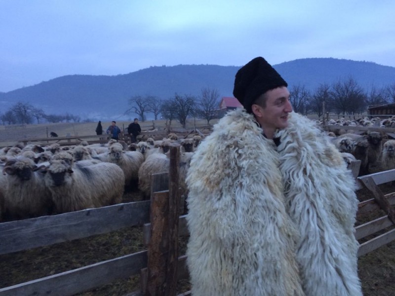 Mureș: Ciobanii din zona montană nu mai știu cum să se apere de urși și lupi